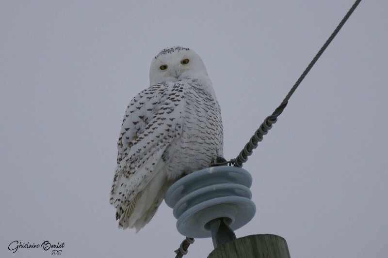 Harfang des neiges (Snowy Owl)