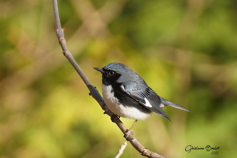 Paruline bleu (Black-throated Blue Warbler)