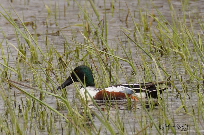 Canard souchet (Northern Shoveler)