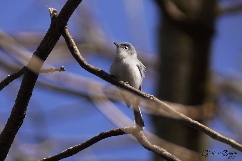 Gobemoucheron gris-bleu (Blue-gray Gnatcatcher)