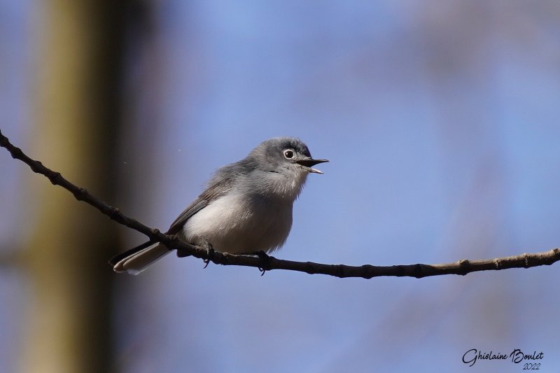 Gobemoucheron gris-bleu (Blue-gray Gnatcatcher)