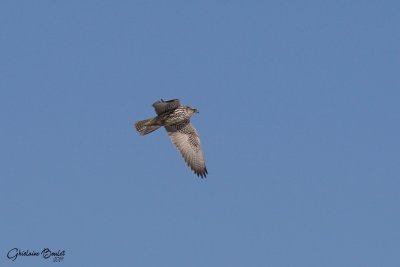 Faucon gerfaut (Gyrfalcon)