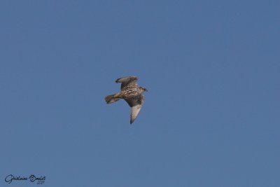 Faucon gerfaut (Gyrfalcon)