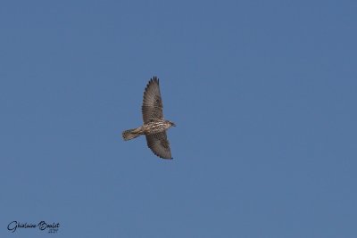 Faucon gerfaut (Gyrfalcon)