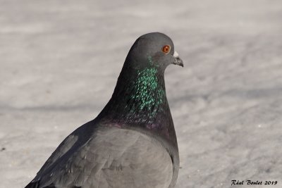 Pigeon biset (Rock Dove)