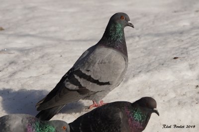 Pigeon biset (Rock Dove)