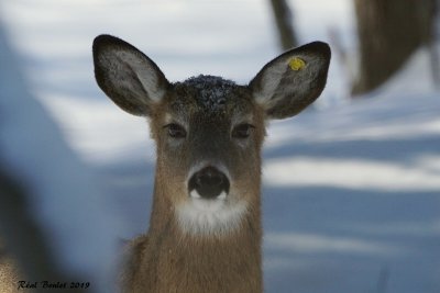 Cerf de Virginie