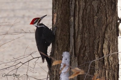 Grand Pic (Pileated Woodpecker)