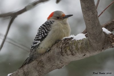 Pic  ventre roux (Red-bellied Woodpecker)