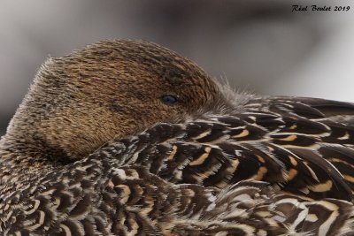 Canard pilet (Northern Pintail)