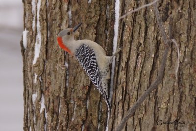 Pic  ventre roux (Red-bellied Woodpecker)