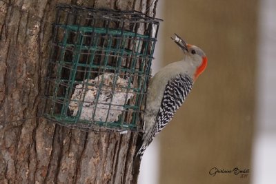 Pic  ventre roux (Red-bellied Woodpecker)