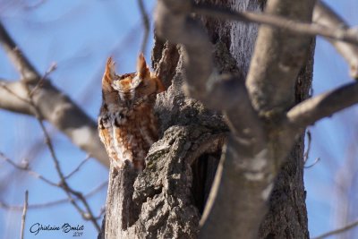 Petit-duc maculé (Eastern Screech-Owl)