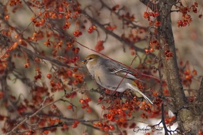 Durbec des sapins (Pine Grosbeak)