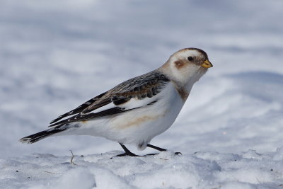 Plectrophane des neiges (Snow Bunting)