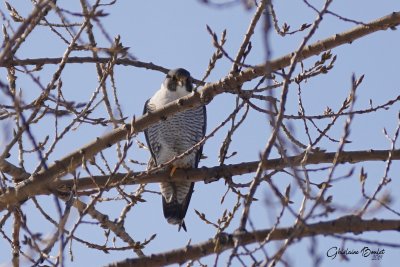 Faucon plerin (Peregrine Falcon)