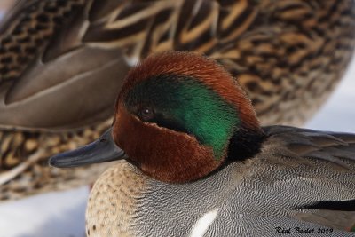 Sarcelle d’hiver (Green-winged Teal)