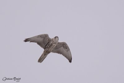 Faucon gerfaut (Gyrfalcon)