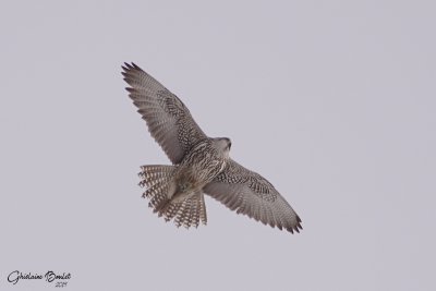 Faucon gerfaut (Gyrfalcon)