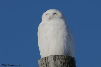 Harfang des neiges (Snowy Owl)