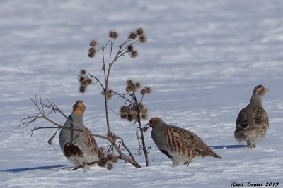Perdrix grise (Gray Partridge)