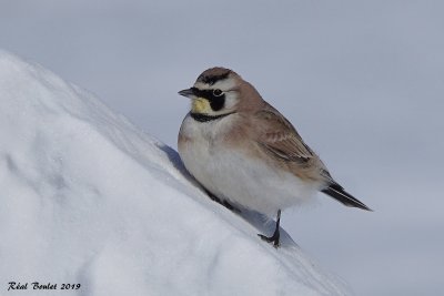 Alouette hausse-col (Horned Lark)