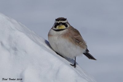 Alouette hausse-col (Horned Lark)