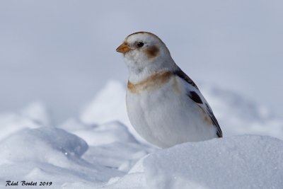 Plectrophane des neiges (Snow Bunting)