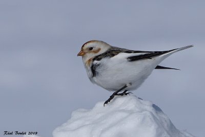 Plectrophane des neiges (Snow Bunting)