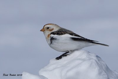 Plectrophane des neiges (Snow Bunting)