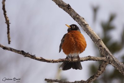 Merle d'Amérique (American Robin)