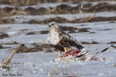 Buse pattue (Rough-legged Hawk)