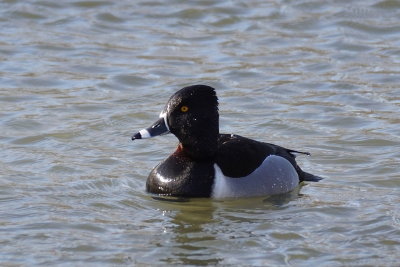 Fulligule  collier (Ring-necked Duck)