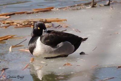 Fulligule à collier (Ring-necked Duck)