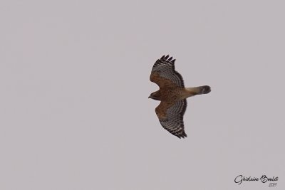 Buse  paulettes (Red-shouldered Hawk)