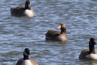 Oie rieuse (Greater White-fronted Goose)