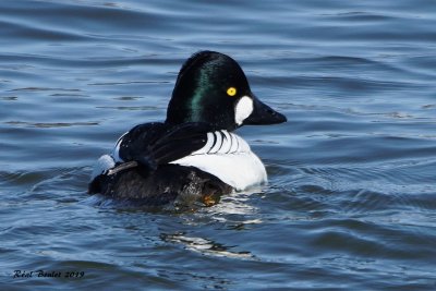 Garrot a oeil d'or (Common Goldeneye)