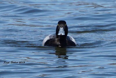 Petit Fuligule (Lesser Scaup)