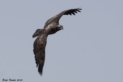Pygargue à tête blanche (Bald Eagle)