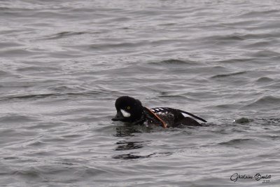 Garrot d'Islande (Barrow's Goldeneye)