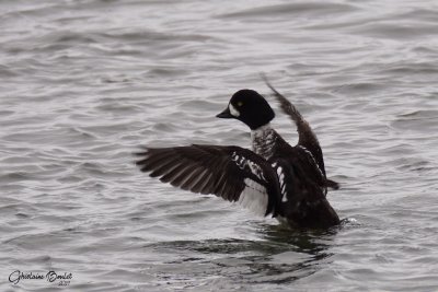 Garrot d'Islande (Barrow's Goldeneye)