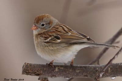 Bruant des champs (Field Sparrow)