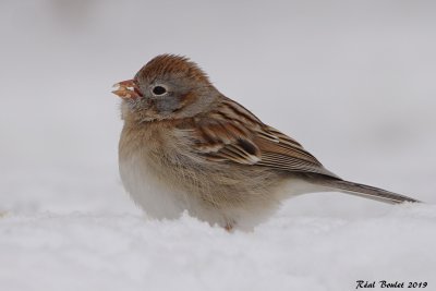 Bruant des champs (Field Sparrow)