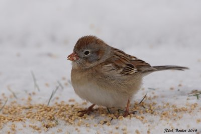 Bruant des champs (Field Sparrow)