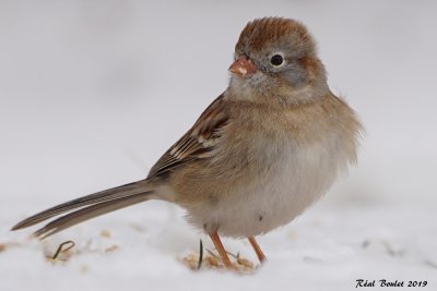 Bruant des champs (Field Sparrow)