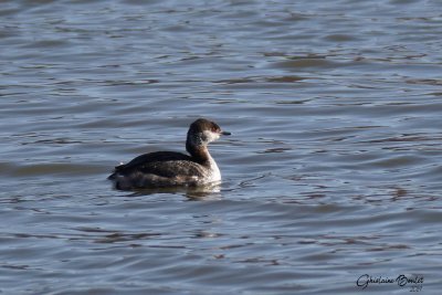 Grbe esclavon (Horned Grebe)