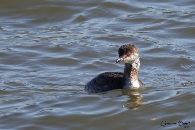 Grbe esclavon (Horned Grebe)