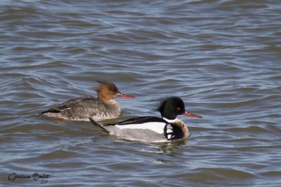 Harle hupp (Red-breasted Merganser)