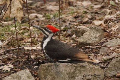 Grand Pic (Pileated Woodpecker)