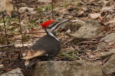 Grand Pic (Pileated Woodpecker)